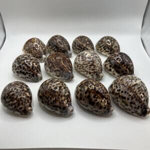 Cypraea Tigris Lot of 12 Seashell Large Tiger Cowrie Shells  Craft Beach Decor